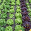 DUS ogled sa salatom Sombor 2012