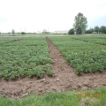 VCU ogled krompir lokalitet Sombor 2012. godine