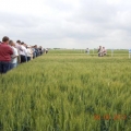 Dan polja strnih žita PSS Kikinda 05.06.2012.godine  