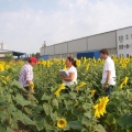 Održana TAIEX radionica "Testing methods for new varieties of sunflower - AGR 58664"